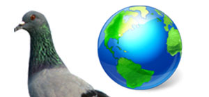 Pigeon update launches outside US