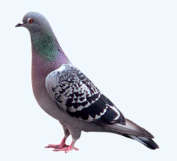 Google Pigeon Update